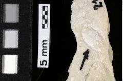 Foto (Detailansicht) von Decapoda indet. (NHMW-GEO-1990-0041-0215)